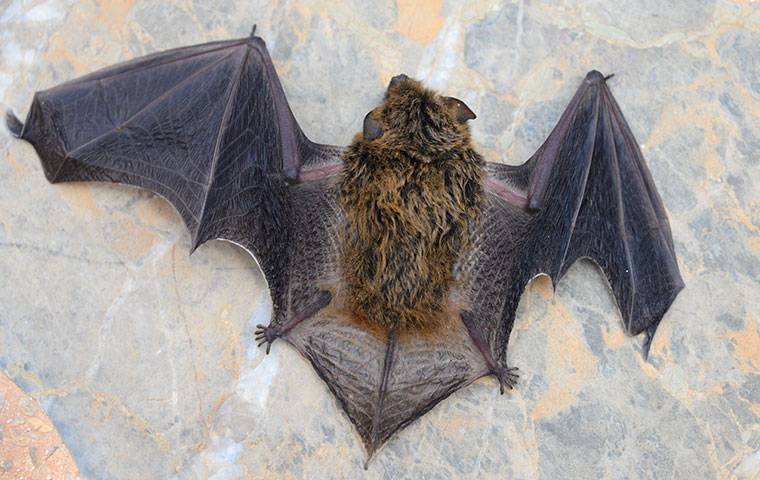 bat on a stone floor