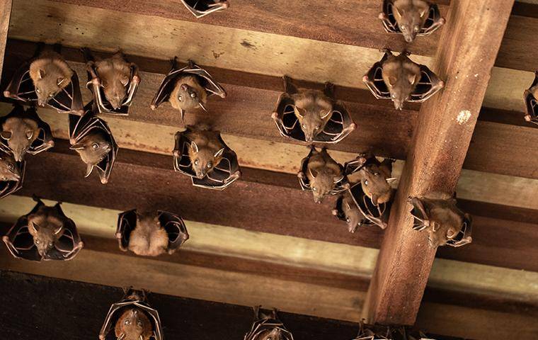 bats hanging in an attic