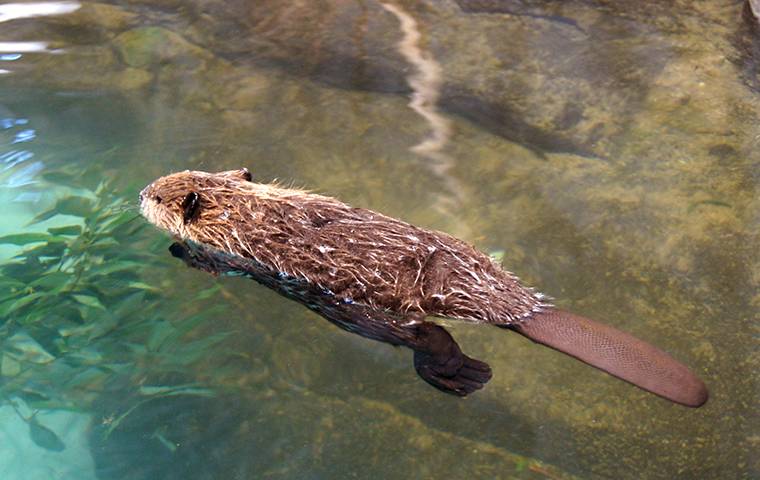 beaver floating in water
