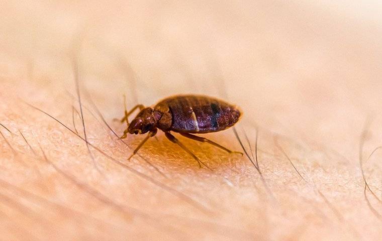 a bed bug on a persons arm