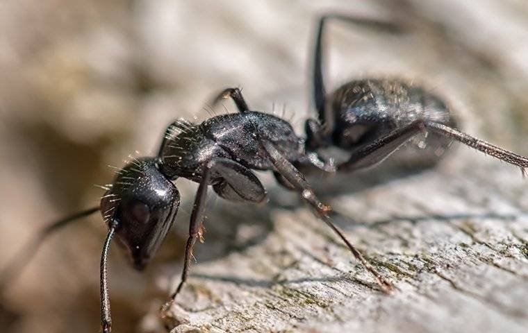 a carpenter ant crawling and eating on a piece of wood