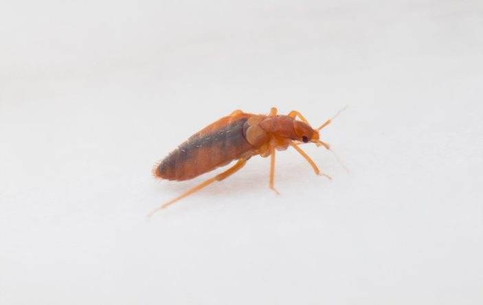 A bed bug crawling on a white floor.