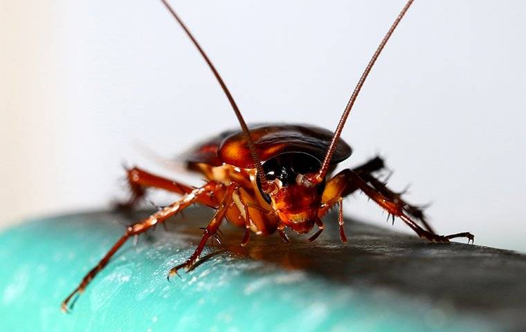 up close front view image of a cockroach on a pipe in a basement