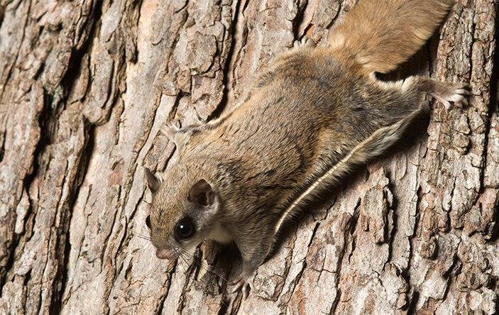 A flying squirrel in a tree.