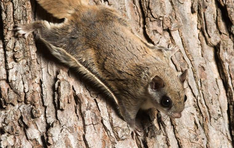 flying squirrel on tree