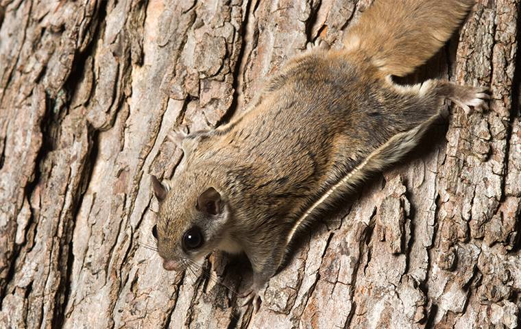 a flying squirrel on a tree