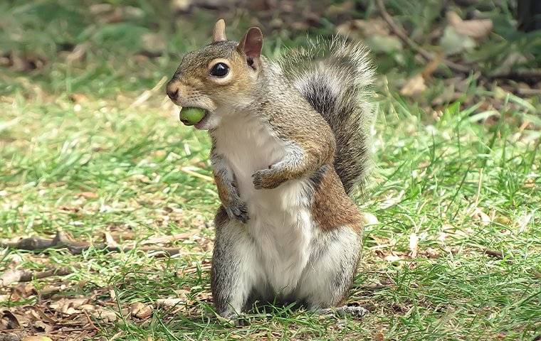 a gray squirrel sitting on a lawn eating an acorn