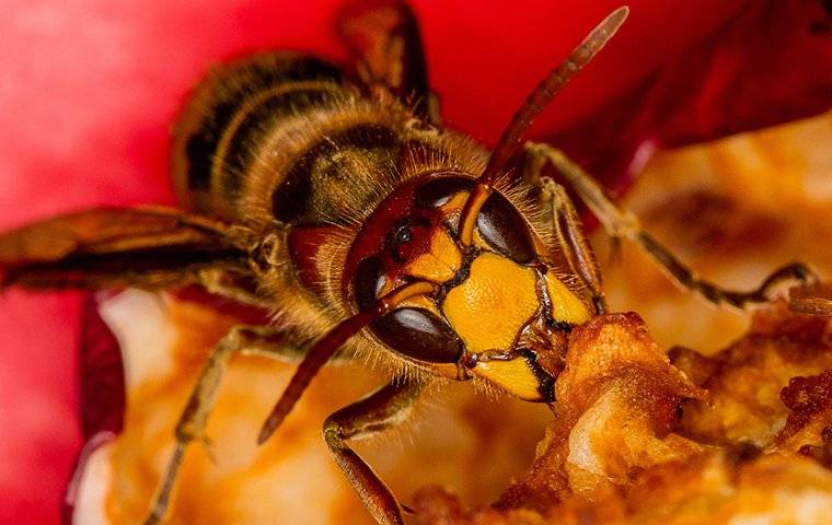 hornet on fruit