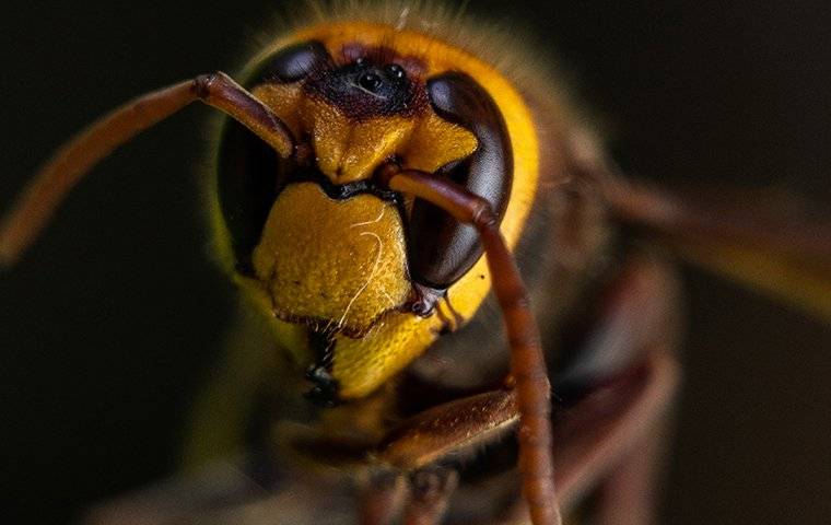 close up of hornet face
