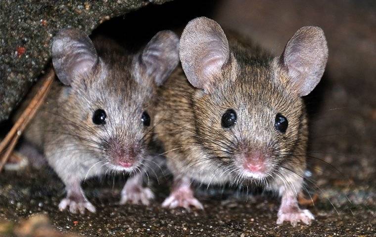 close up of house mice