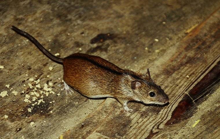 house mouse indoors