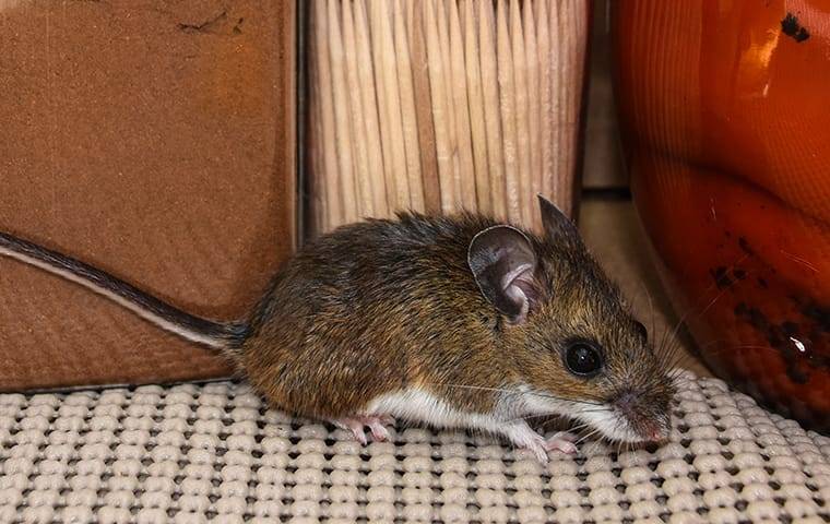 a house mouse infesting a kitchen cabinet