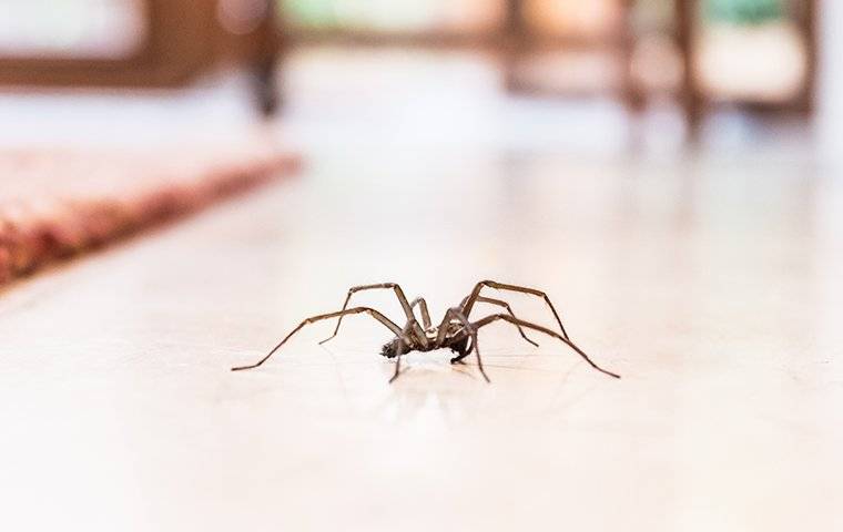 Spider Crawling On Floor Meaning