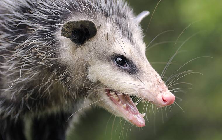 opossom face up close