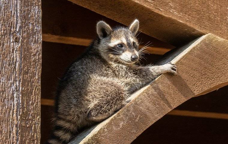 a raccoon on eaves of a home