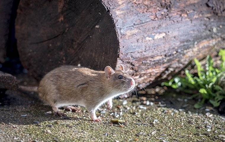 rat outside home