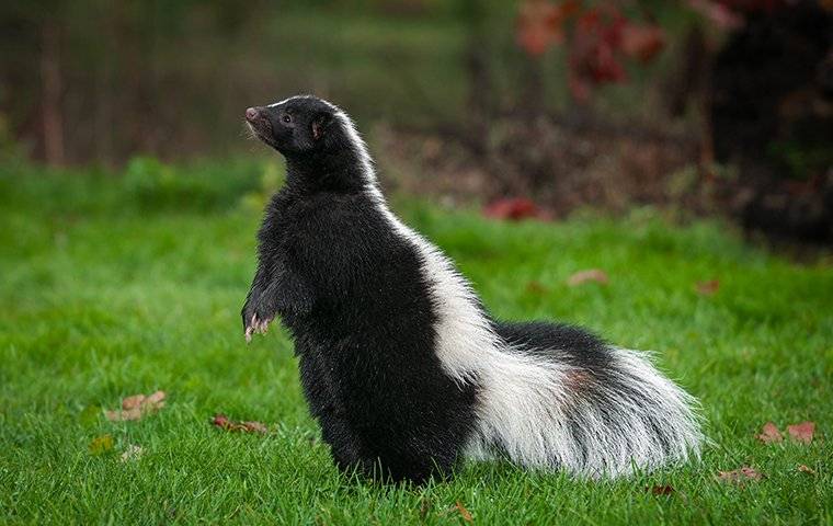 skunk standing in a field
