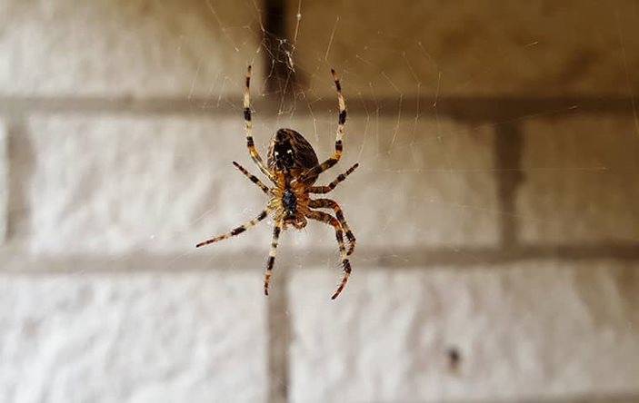 A spider hanging on a web in the basement.