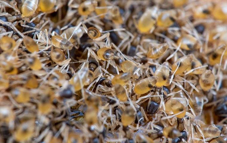 ants swarming