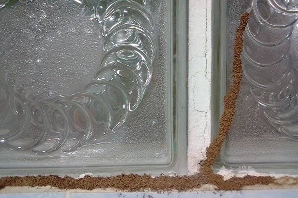 termite mud tubes on glass window