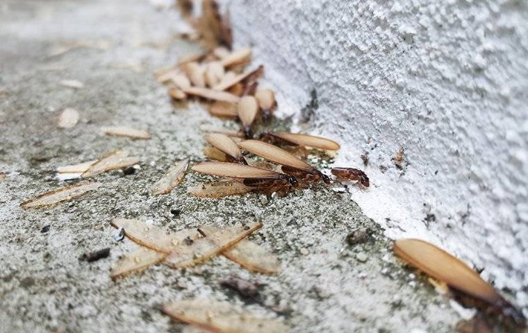 termite swarmers entering home's foundation