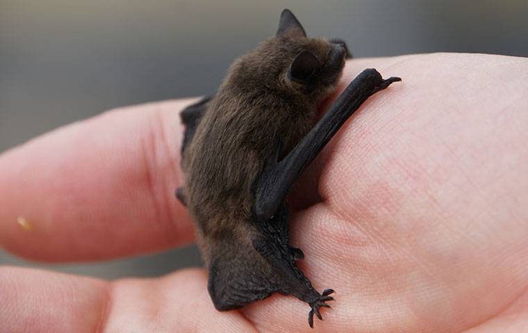 bat in mans hand