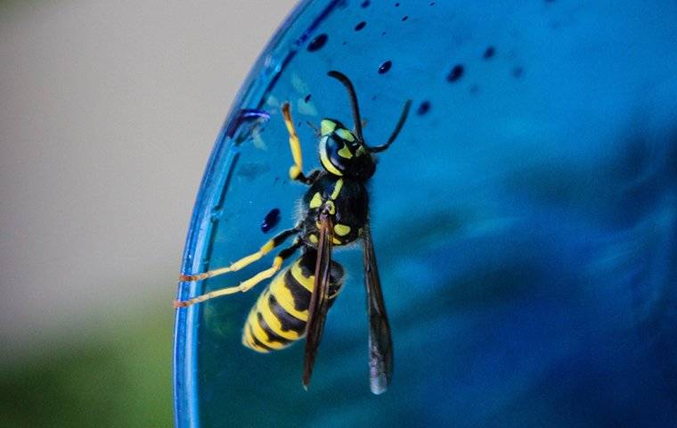 close up of wasp on a glass