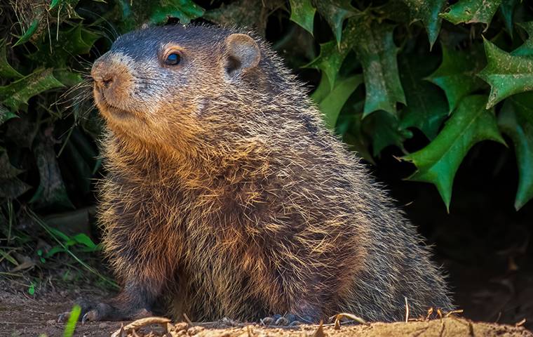 a woodchuck hiding in bushes