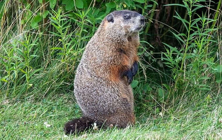a woodchuck standing up on a lawn