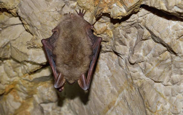 a bat in a basement