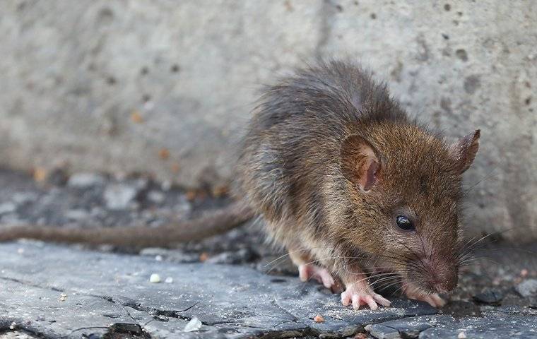 rat crawling near concrete