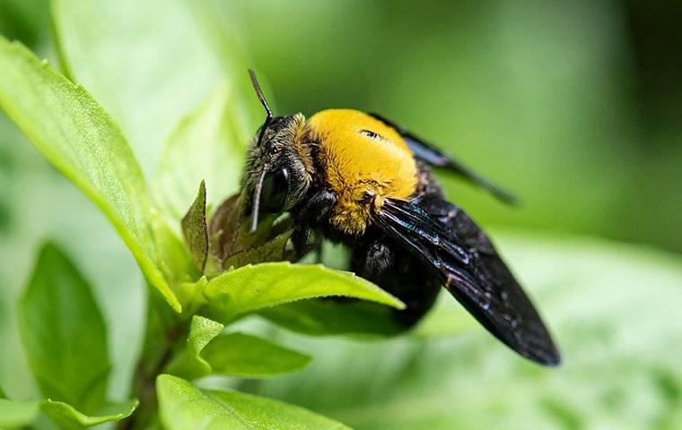 a carpenter bee on a plant