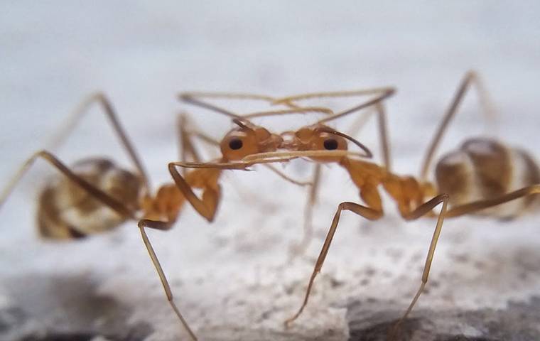 up close image of two citronella ants