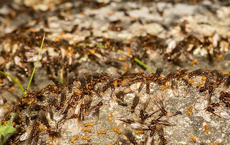a large group of crawling citronella ants