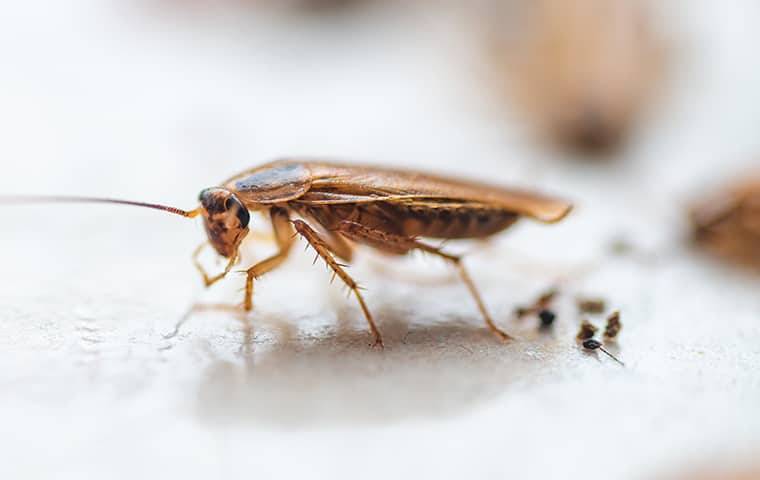 close up of cockroach crawling indoors