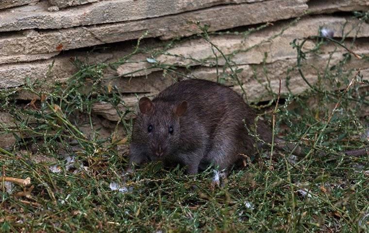 close up of rat near rock wall
