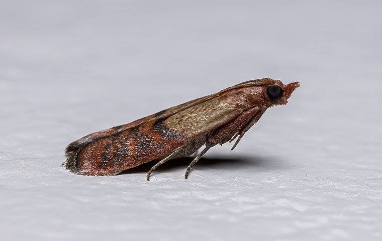 an indian meal moth