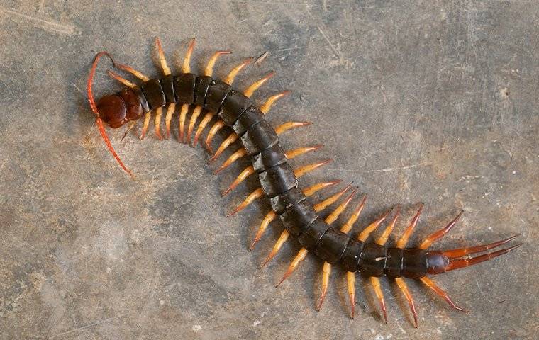 a gross centipede
