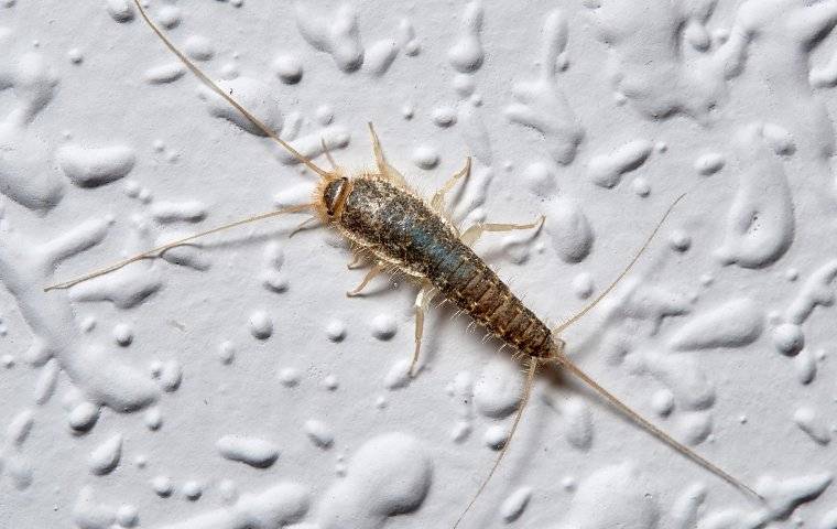 a silverfish in a shower