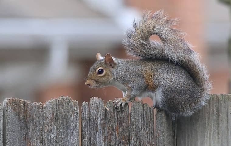 a grey squirrel on a fence