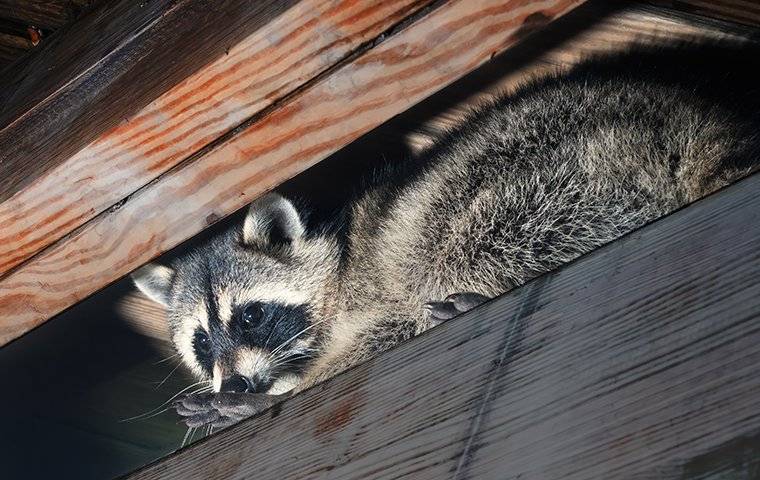 a raccoon in the eaves