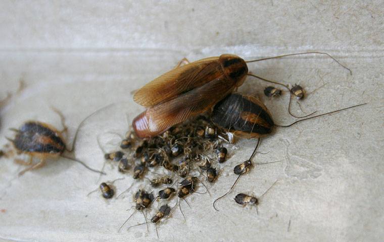 many german cockroaches on a glue board