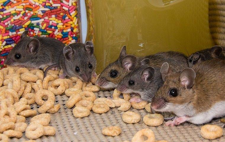 house mice infesting an exeter new hampture food pantry
