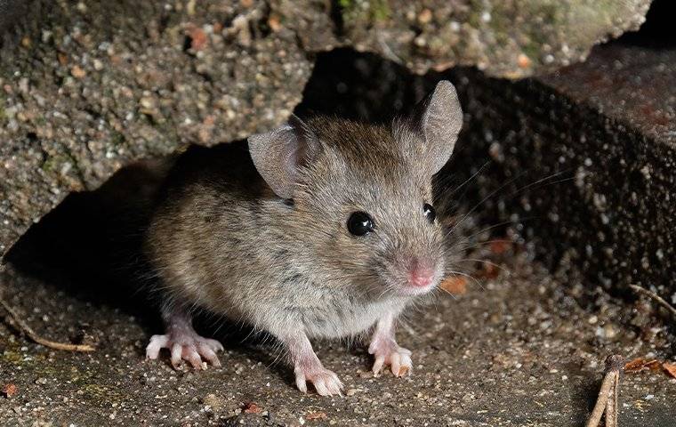 mouse hiding under concrete