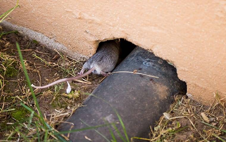 a mouse crawling into a home through an exterior wall crack