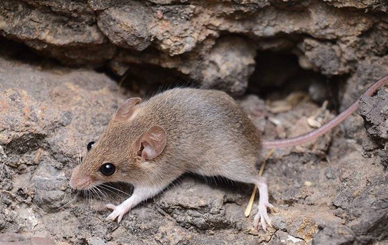 a mouse crawling out of a foundation crack