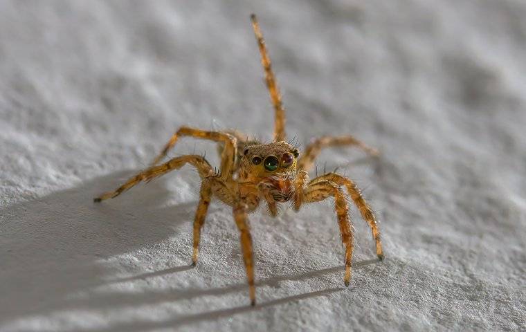a jumping spider crawling on a floor at  night