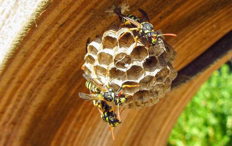 a wasp nest with wasps on it