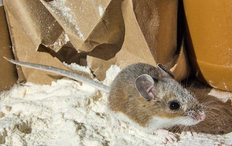 a mouse crawling in flour in a kitchen