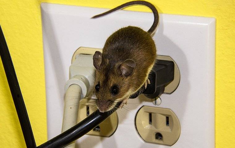 house mouse crawling on power cable